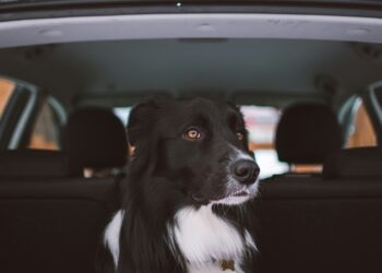 Are Dog Car Seats Essential for Your Pup’s Safety?
