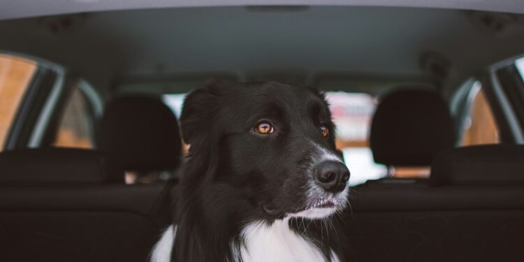 Are Dog Car Seats Essential for Your Pup’s Safety?