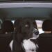Are Dog Car Seats Essential for Your Pup’s Safety?